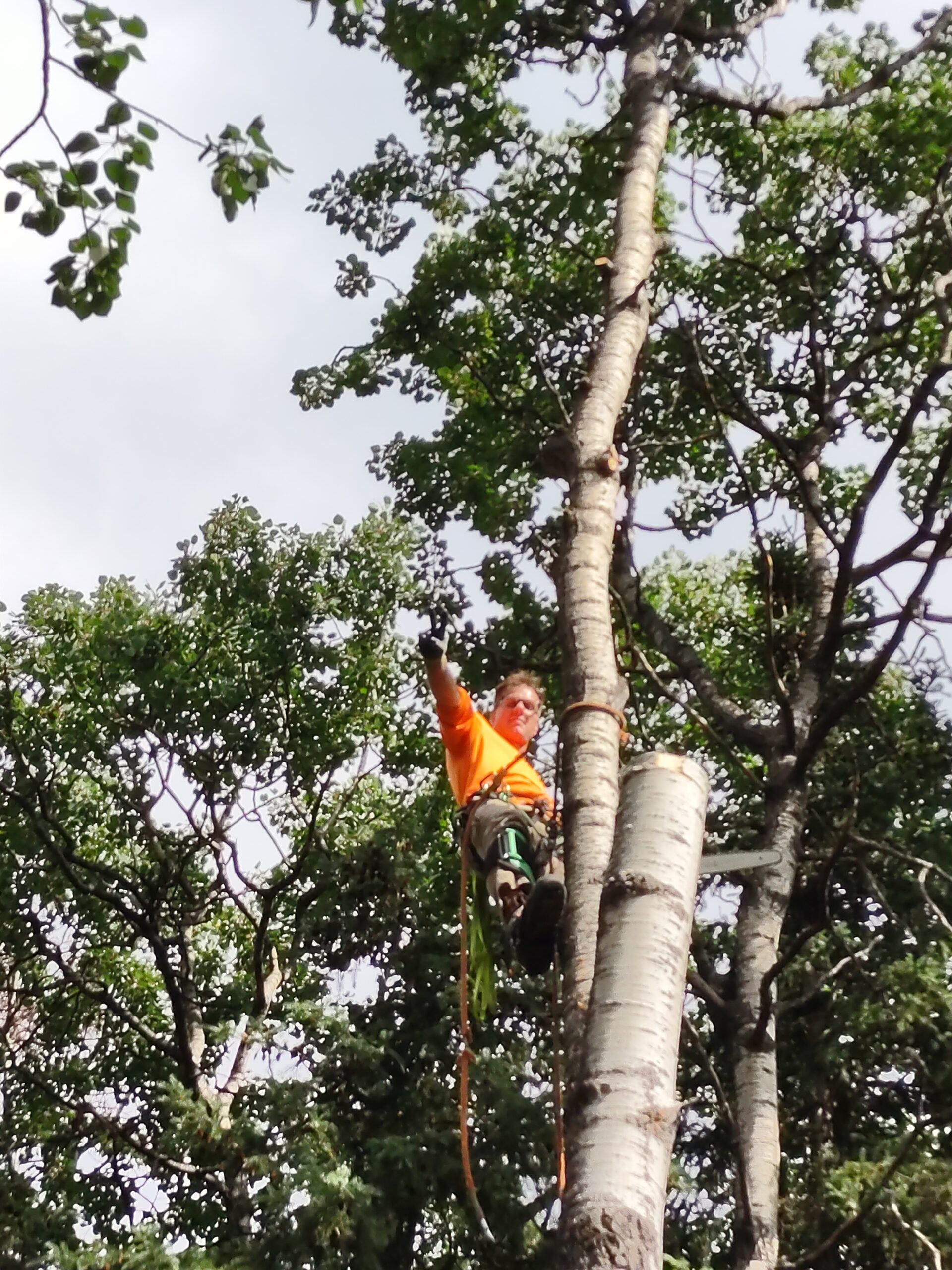 Anchorage and Eagle River Fully Licensed & Insured Tree Removal, Trimming and Pruning with experienced tree climbers.