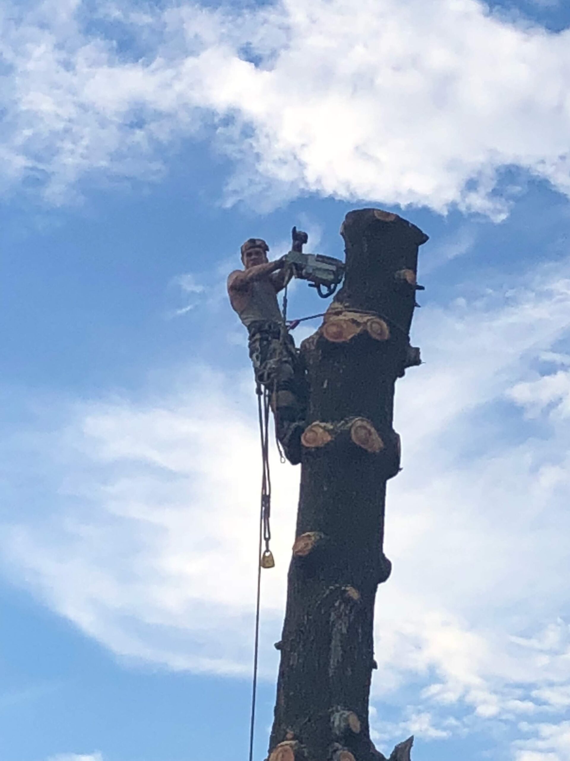 Rice And Company & Eagle River Tree Service Anchorage Alaska and