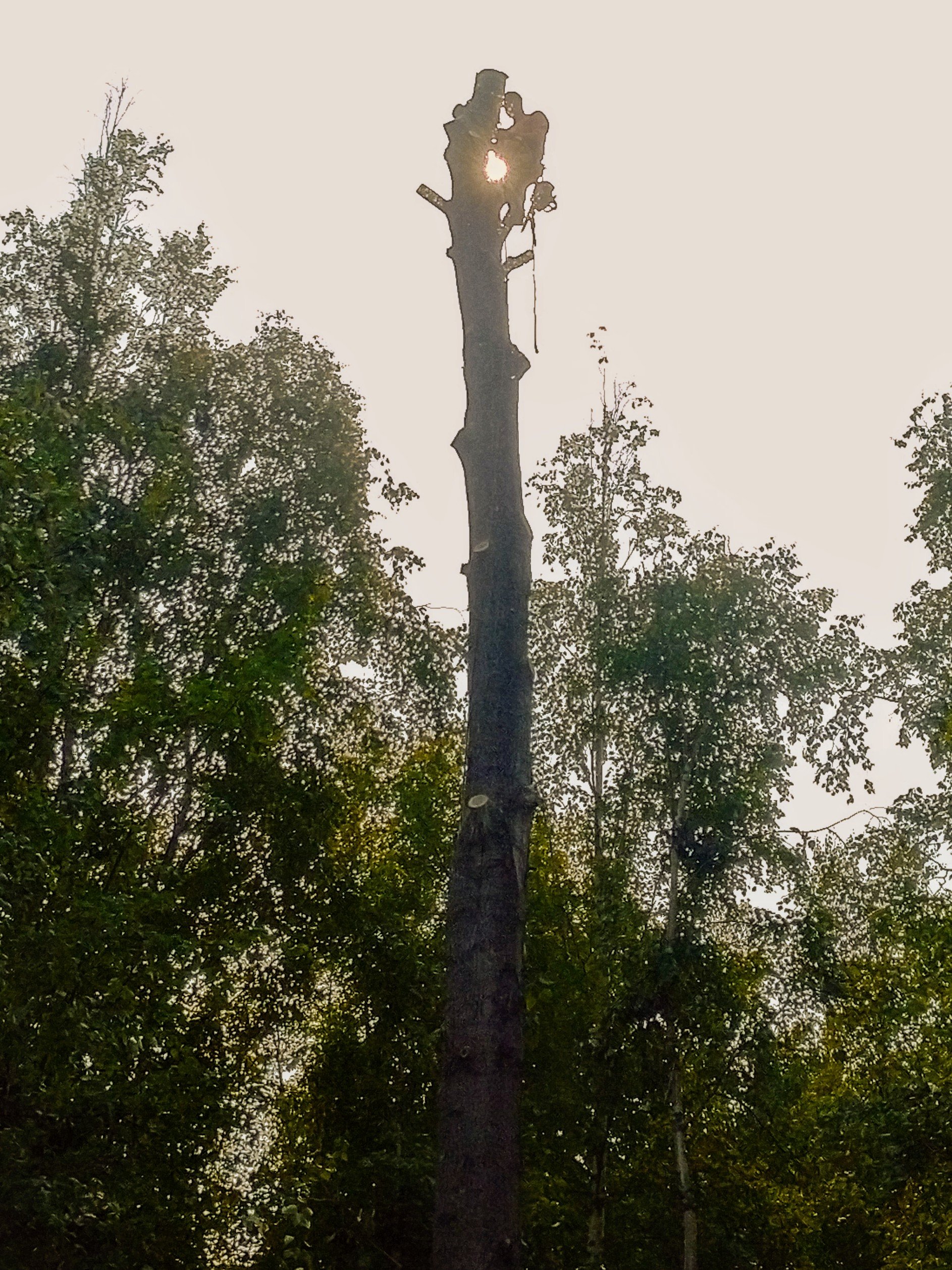 Rice And Company Tree Service gallery 8
